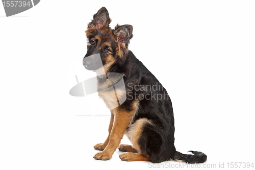 Image of German Shepherd puppy