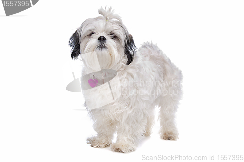 Image of shih tzu