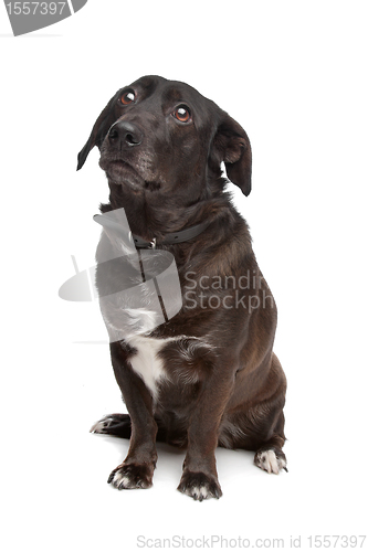 Image of mixed breed dog