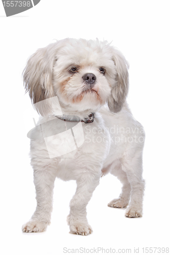 Image of Shih Tzu