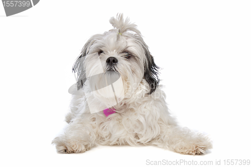 Image of shih tzu