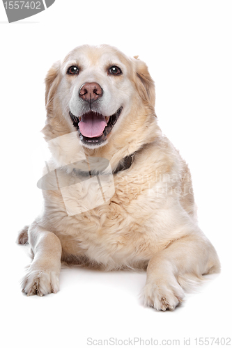 Image of Labrador retriever