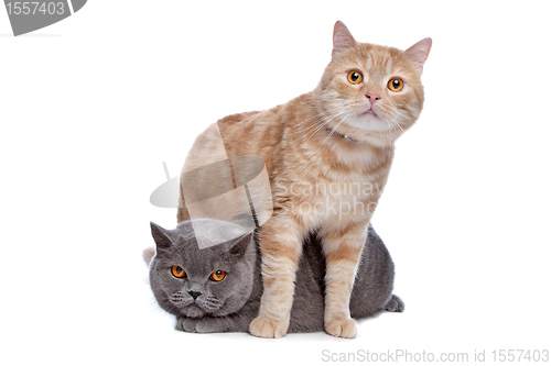 Image of blue British Shorthair and a red maine coon cat