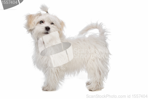 Image of white maltese dog