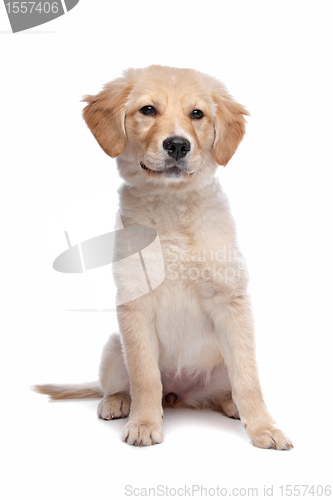 Image of Labrador retriever