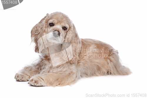 Image of American Cocker Spaniel