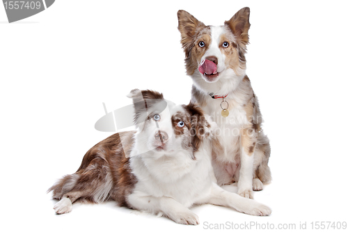 Image of two border collie dogs