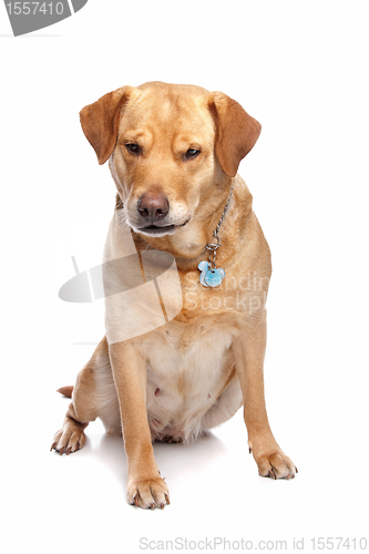 Image of Labrador retriever