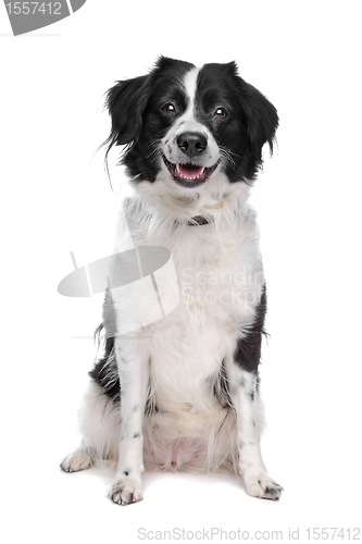 Image of Border Collie