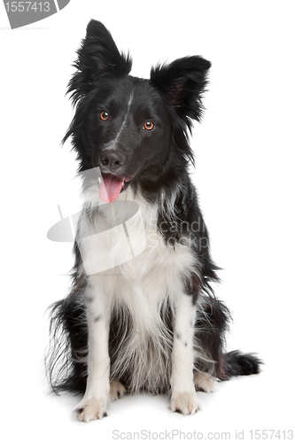 Image of Border Collie