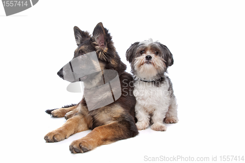 Image of German Shepherd puppy and a boomer mixed breed dog