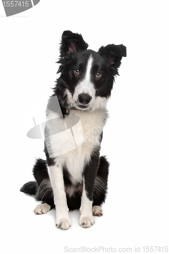 Image of Border Collie