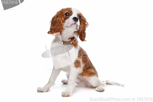 Image of Cavalier King Charles Spaniel