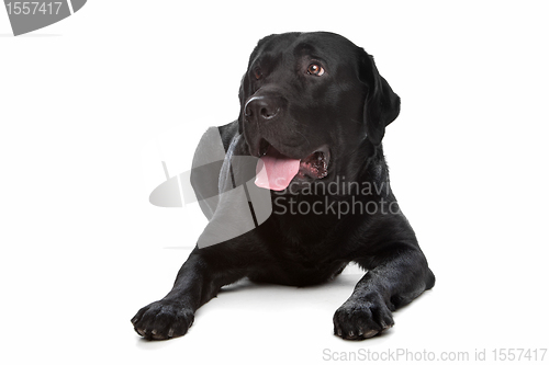 Image of Labrador retriever