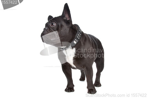 Image of French Bulldog