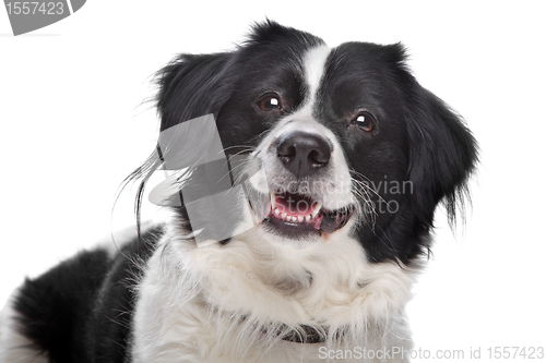 Image of Border Collie