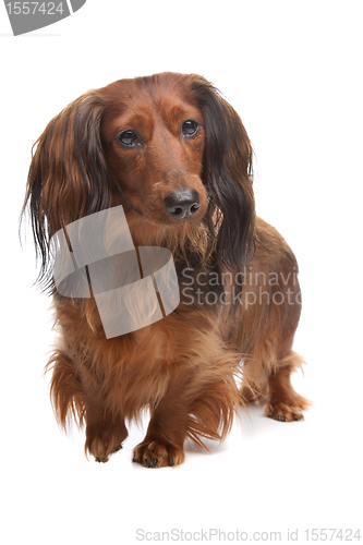 Image of standard long haired Dachshund