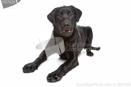 Image of Labrador retriever