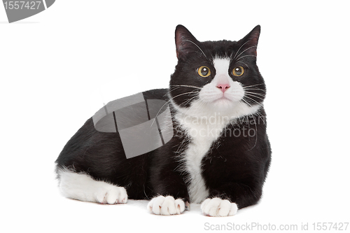 Image of black and white cat