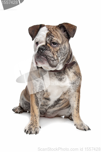 Image of English bulldog