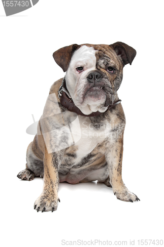 Image of English bulldog