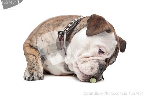 Image of English bulldog