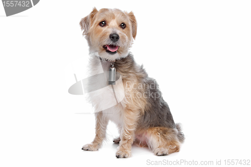 Image of mixed breed dog