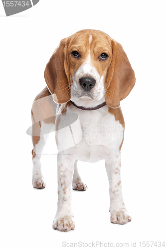 Image of Beagle