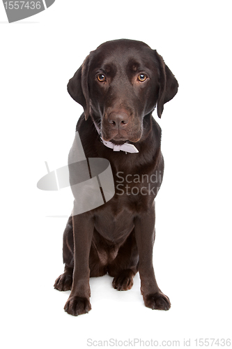 Image of Labrador retriever