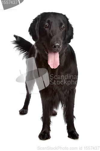 Image of Flat-Coated Retriever