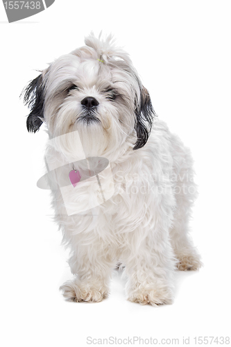 Image of shih tzu