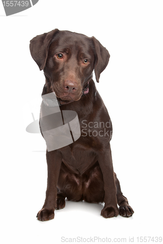 Image of Labrador retriever