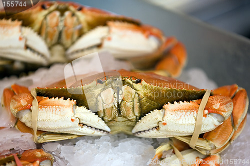 Image of Dungeness crab