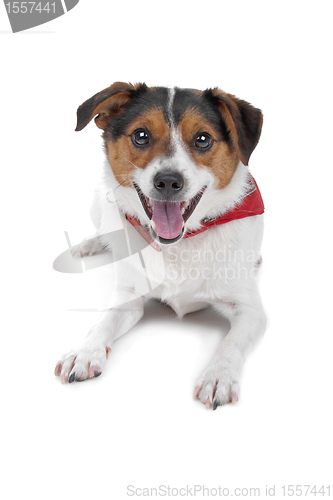 Image of Dutch Terrier (boerenfox)
