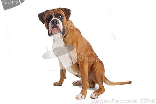 Image of Boxer isolated on white