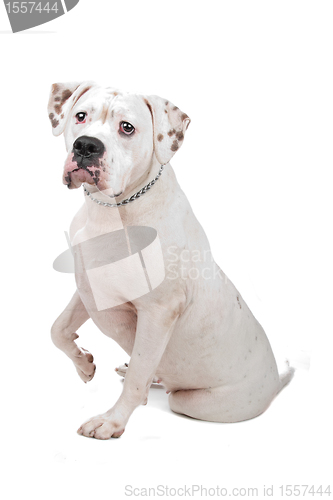 Image of American Staffordshire Terrier