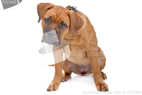 Image of mixed breed Dogue de Bordeaux