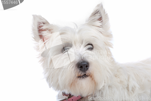 Image of West Highland White Terrier