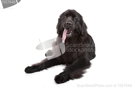 Image of Newfoundland dog