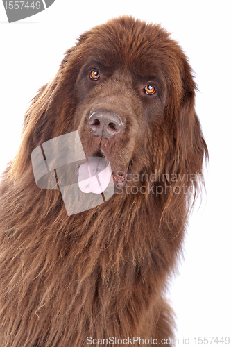 Image of Brown Newfoundland dog