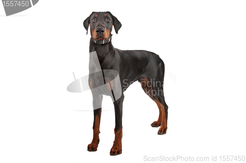 Image of Doberman Pinscher