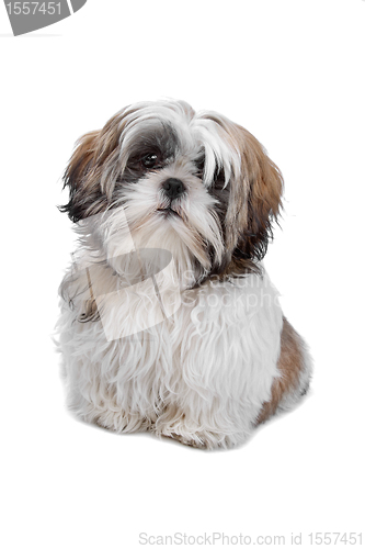 Image of Shih tzu