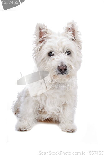 Image of West Highland White Terrier