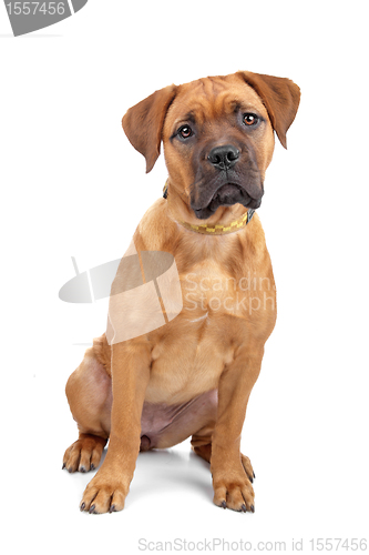 Image of mixed breed Dogue de Bordeaux