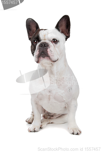 Image of French Bulldog isolated on white
