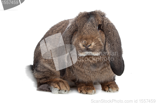 Image of domestic rabbit