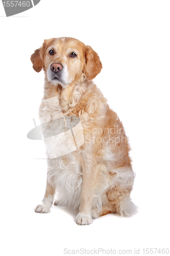 Image of Labrador Retriever