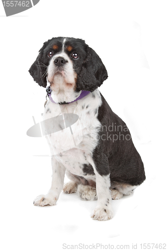 Image of cavalier king charles spaniel