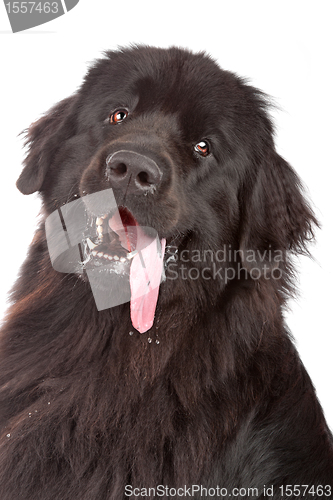 Image of Newfoundland dog