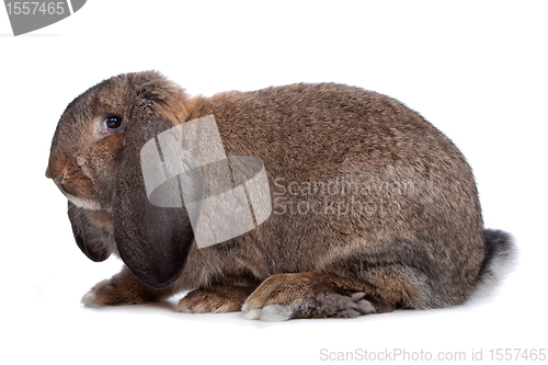 Image of domestic rabbit